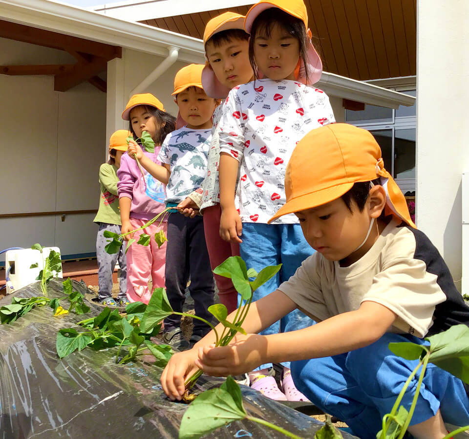 2023年4月 SuruSuスルス上陽こども園 さつまいもの苗植えの様子