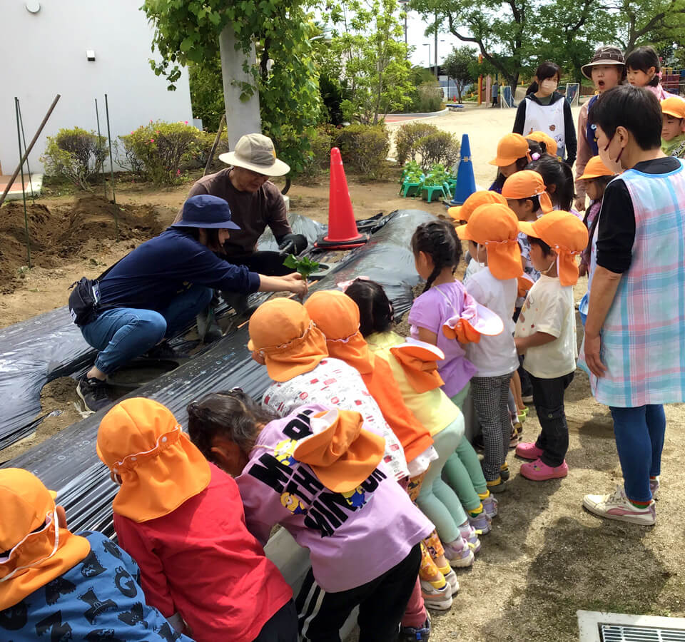 2023年4月 SuruSuスルス上陽こども園 さつまいもの苗植えの様子