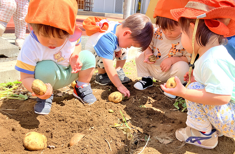 2026年5月 SuruSu上陽こども園 じゃがいも掘り