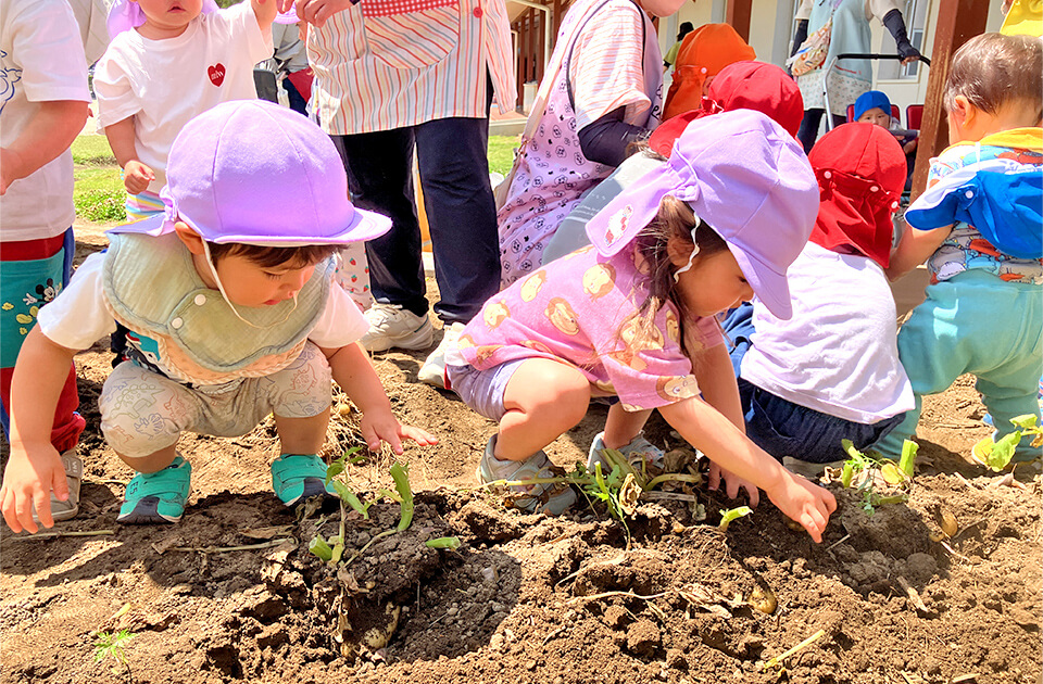 2026年5月 SuruSu上陽こども園 じゃがいも掘り
