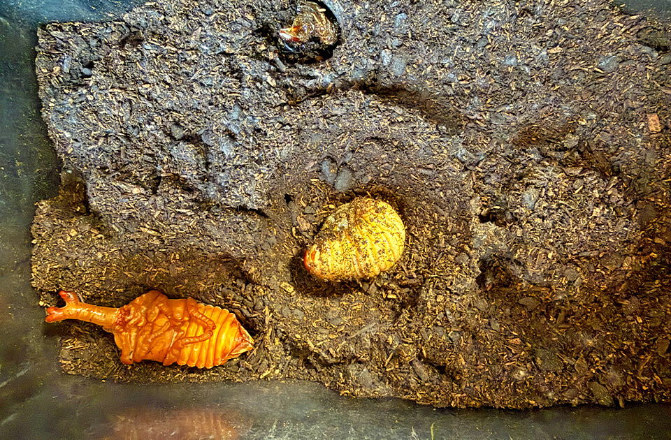 2026年5月 SuruSu上陽こども園 カブトムシの幼虫
