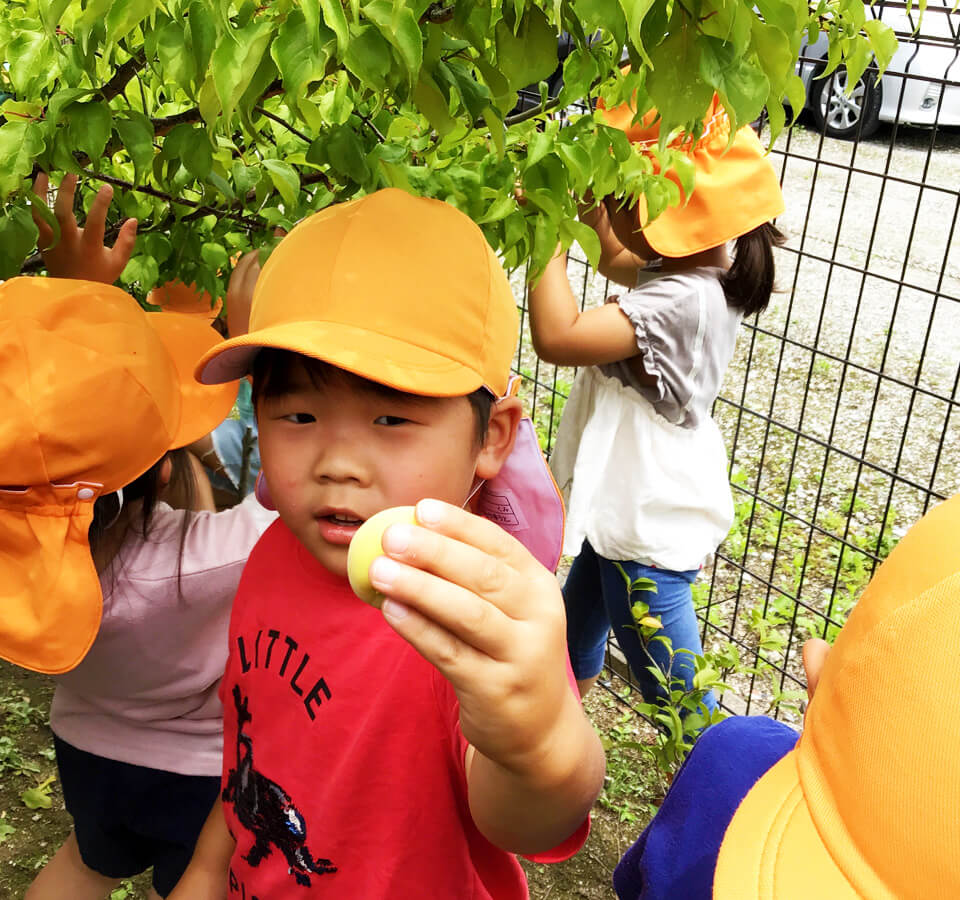 2023年6月 SuruSu祝昌こども園 梅シロップづくり（ぱんだ組）の様子