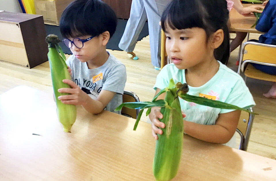 2023年7月 SuruSu祝昌こども園 トウモロコシの皮むき（きりん組）の様子