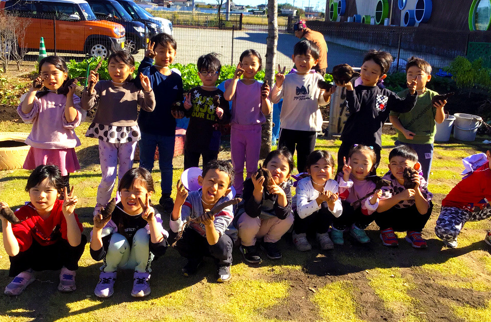 2023年11月 SuruSu祝昌こども園 さつま芋堀り(きりん・ぱんだ)の様子